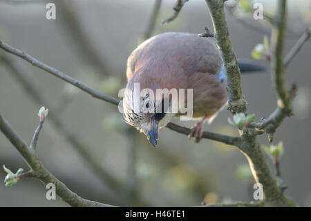 , La Ghiandaia Garrulus glandarius, ramo, con testa, stand, la messa a fuoco in primo piano, Foto Stock