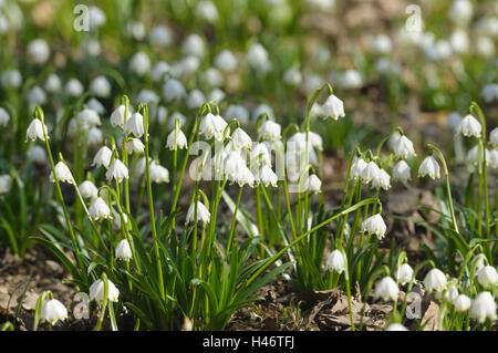 Nodo di primavera fiore, Leucojum vernum, blossom, Germania, Foto Stock