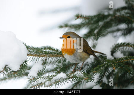 Redbreasts, Erithacus rubecula, abete forcella, a lato, stand, Foto Stock