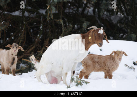 Boer capre, casa di capre, Capra aegagrus hircus, animali giovani, neve, stand, inverno, vista laterale Foto Stock