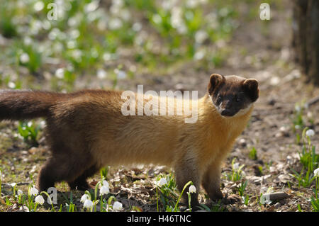 Colorata, Martens Martes flavigula, vista laterale, stand, vista la telecamera, Foto Stock