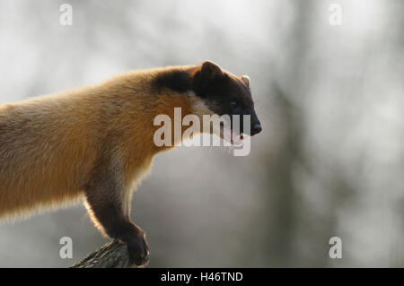 Colorata, Martens Martes flavigula, metà ritratto, tronco, vista laterale, stand, Foto Stock