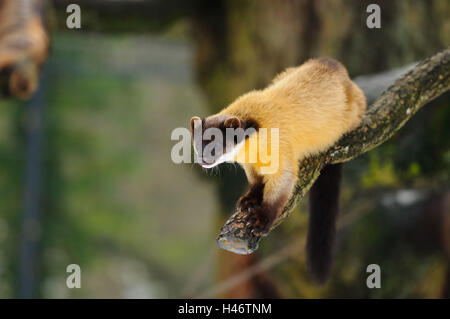 Colorata, Martens Martes flavigula, ramo, con testa, stand, vista la telecamera, Foto Stock