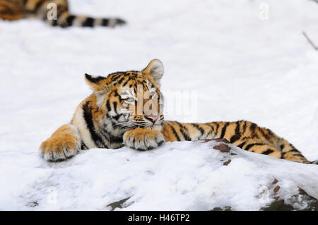 Tigre Siberiana, Panthera tigris altaica, giovane animale, neve, giacciono, vista la telecamera, Foto Stock