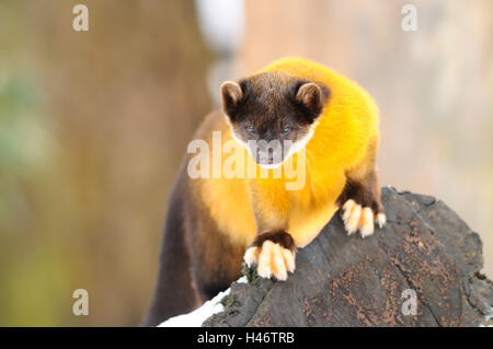 Colorata, Martens Martes flavigula, tronco, con testa, stand, Foto Stock