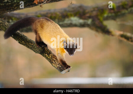 Colorata, Martens Martes flavigula, ramo, vista laterale, stand, Foto Stock