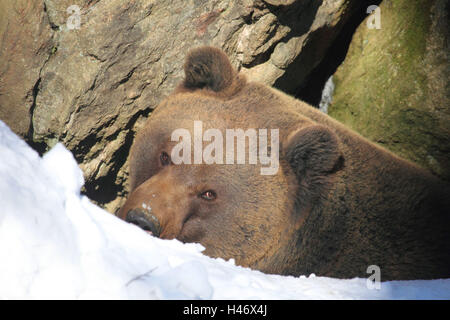 Orso bruno in inverno, Foto Stock