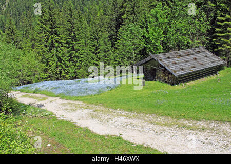 Rifugio alpino con prato di fiori in corrispondenza del bordo della foresta, Foto Stock