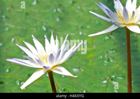 Water Lilies, Nymphaeaceae, ninfei x daubenyana ibrido, acqua giglio ibrido, Foto Stock