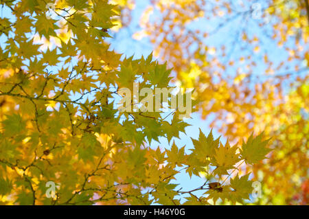 Acero, rami, foglie, autunno Foto Stock