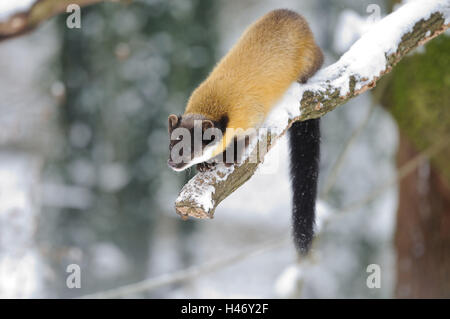 Marten colorati, Martes flavigula, ramo, neve Foto Stock