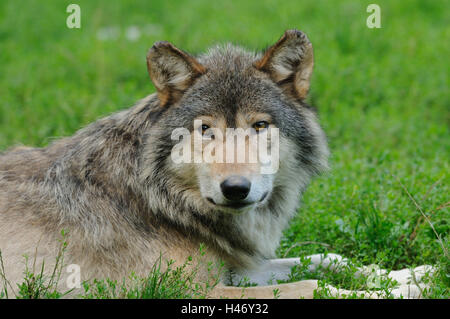 Timberwolf, Canis lupus lycaon, metà ritratto, giacciono, visualizza fotocamera, Foto Stock