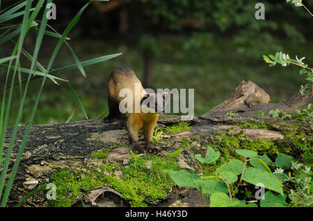 Colorata, Martens Martes flavigula, con testa, tronco, stand, Foto Stock