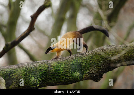 Colorata, Martens Martes flavigula, ramo, eseguire, vista laterale Foto Stock