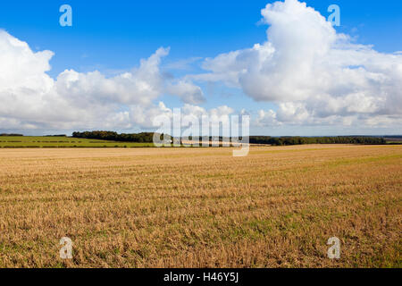 Una fattoria lontana con turbine eoliche visto attraverso un dorato campo di stoppie sotto un azzurro cielo nuvoloso nel Yorkshire wolds in autunno. Foto Stock