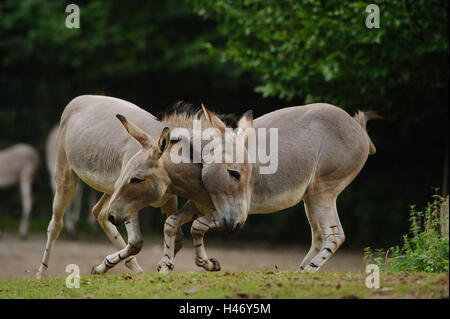 Due Somali-asini selvatici, Equus africanus somalicus, lotta, Foto Stock