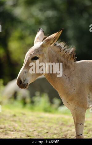 A Somali asino selvaggio, Equus africanus somalicus, metà ritratto, vista laterale Foto Stock