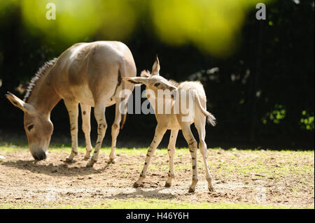 A Somali asino selvaggio, Equus africanus somalicus, puledri, madre animale, pascolo, Foto Stock