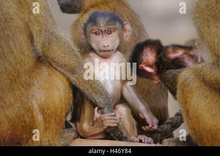 La Guinea babbuino, Papio papio, giovane animale, visualizza fotocamera, Foto Stock