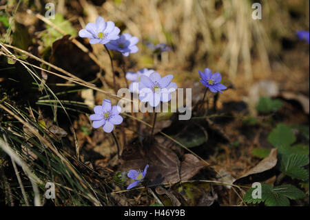 Epatiche, anemone hepatica, Austria, Foto Stock