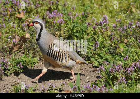 Alp stone pollo, Alectoris graeca, Foto Stock