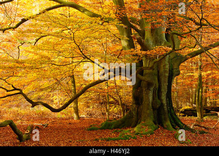 Enorme vecchio faggio nella foresta Sababurg, Germania Foto Stock