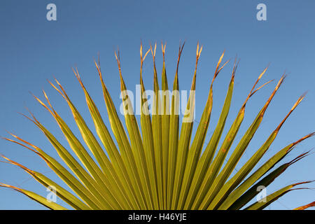 La canapa palm, foglie, dettaglio, Foto Stock