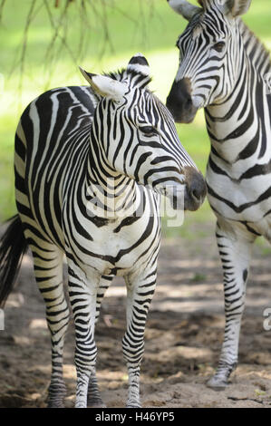 Grant's zebra, Equus quagga boehmi, Foto Stock