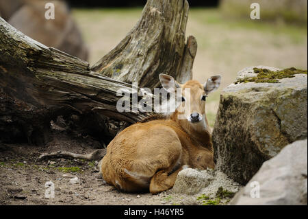 Nilgai, Boselaphus tragocamelus, vitello, guardando la telecamera, Foto Stock