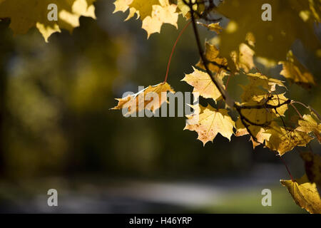 Giallo di foglie di acero in luce posteriore, Foto Stock