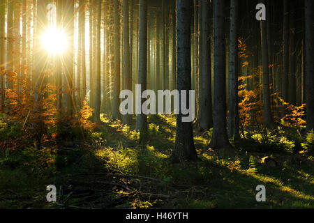 Sunray nella foresta, Sassonia Anhalt, Germania Foto Stock