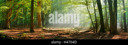 Sunray nel bosco di latifoglie con il vecchio albero giganti, Reinhardswald, Hesse, Germania Foto Stock