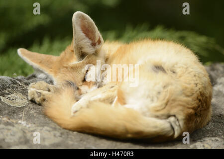 Fennec fox, Vulpes zerda, pietra, giacente, dormire, Foto Stock
