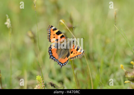 Piccola tartaruga, Aglais urticae, Nymphalis urticae, vista posteriore, Foto Stock