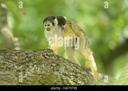 Comune di scimmie scoiattolo, Saimiri sciureus, madre animale, giovane animale, pibbyback, Foto Stock