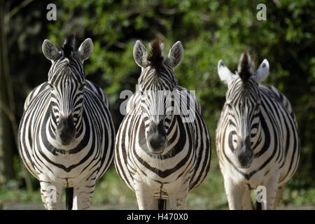 Damara zebra, tre Visualizza fotocamera, Foto Stock