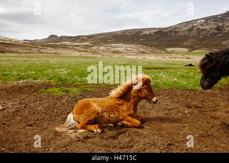 Giovani cavalli islandesi puledro in Islanda Foto Stock
