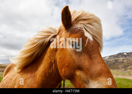 Occhio di testa e la criniera di un cavallo islandese Islanda Foto Stock