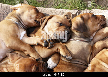 Cuccioli di cane, Ridgeback rhodesiano, dormendo, animali cani, baby animali, baby cani, cuccioli, razza cani pedigree, hounds, giacente, riposo, Foto Stock