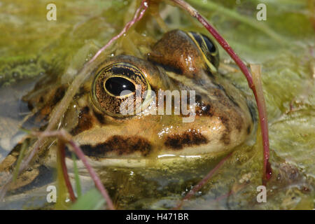 Acqua rana Rana esculenta, Foto Stock