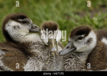 Oche egiziane, Alopochen aegyptiacus, giovani animali, Foto Stock