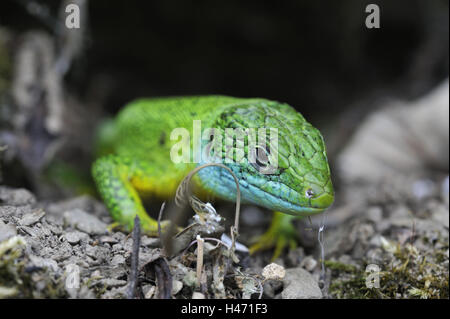 Unione ramarro, Lacerta viridis, Foto Stock