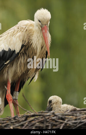 Cicogna bianca con giovani bird, Ciconia ciconia, Foto Stock