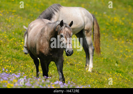 I cavalli domestici, Equus ferus caballus, vista laterale, vai flower meadow, scenario, Foto Stock