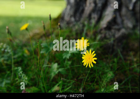 Mouse-ear, hawkweed Hieracium pilosella, fiore, blossom, Foto Stock