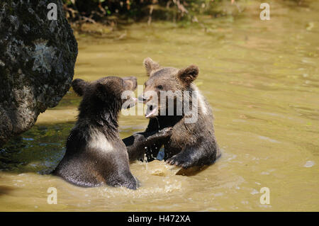 Orso bruno, Ursus arctos, giovani animali, acqua, vista laterale, play, Foto Stock