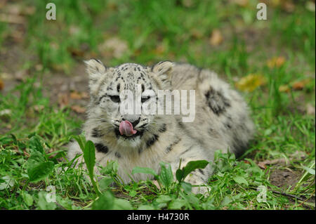 Snow Leopard, Uncia uncia, giovane animale, giacciono, con testa, prato, Foto Stock