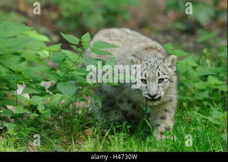 Snow Leopard, Uncia uncia, giovane animale, con testa, andare, prato, Foto Stock