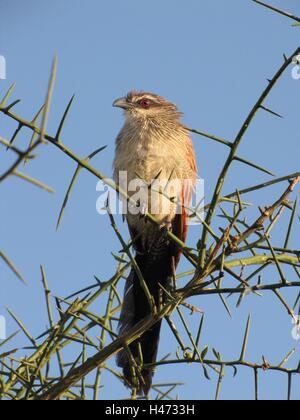 Un bianco-rosolato coucal bird in appoggio su un thorn tree a Taita Hills Wildlife Sanctuary in Kenya Foto Stock