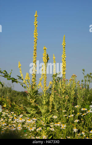 A FIORE PICCOLO GRANDE mullein, Foto Stock